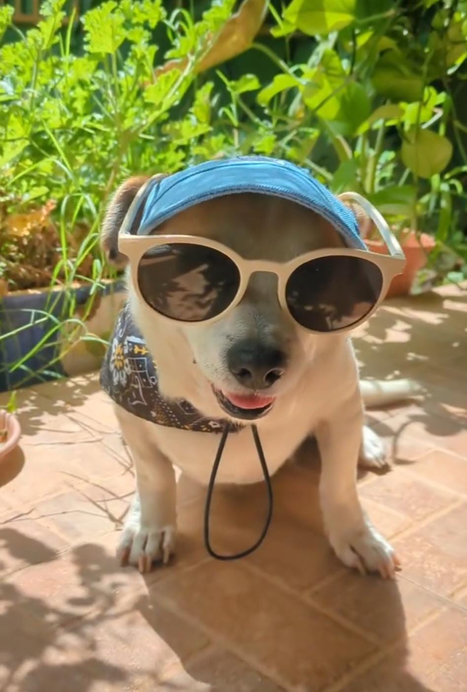 Immagine WhatsApp 2025-01-02 ore 05.08.35_c148de87