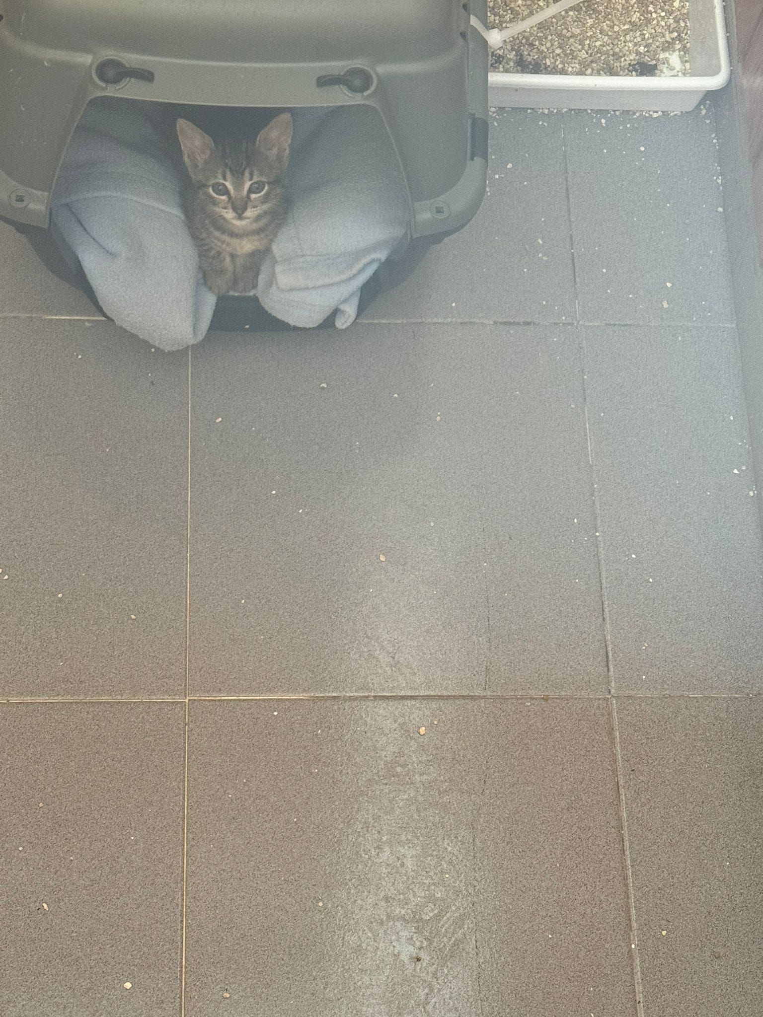 LOS TRILLIZOS DE LA BASURA